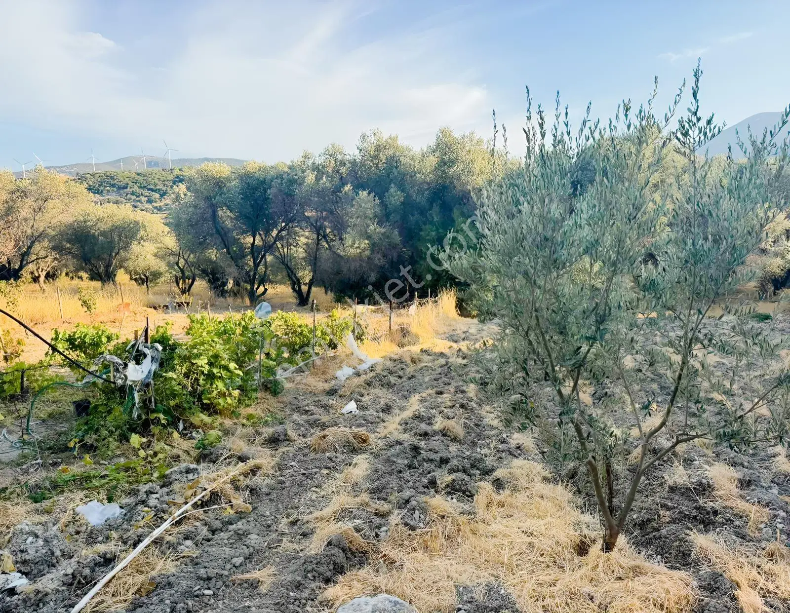 Kösedere Köyünde 566 M2 Tarla — fotoğraf 17