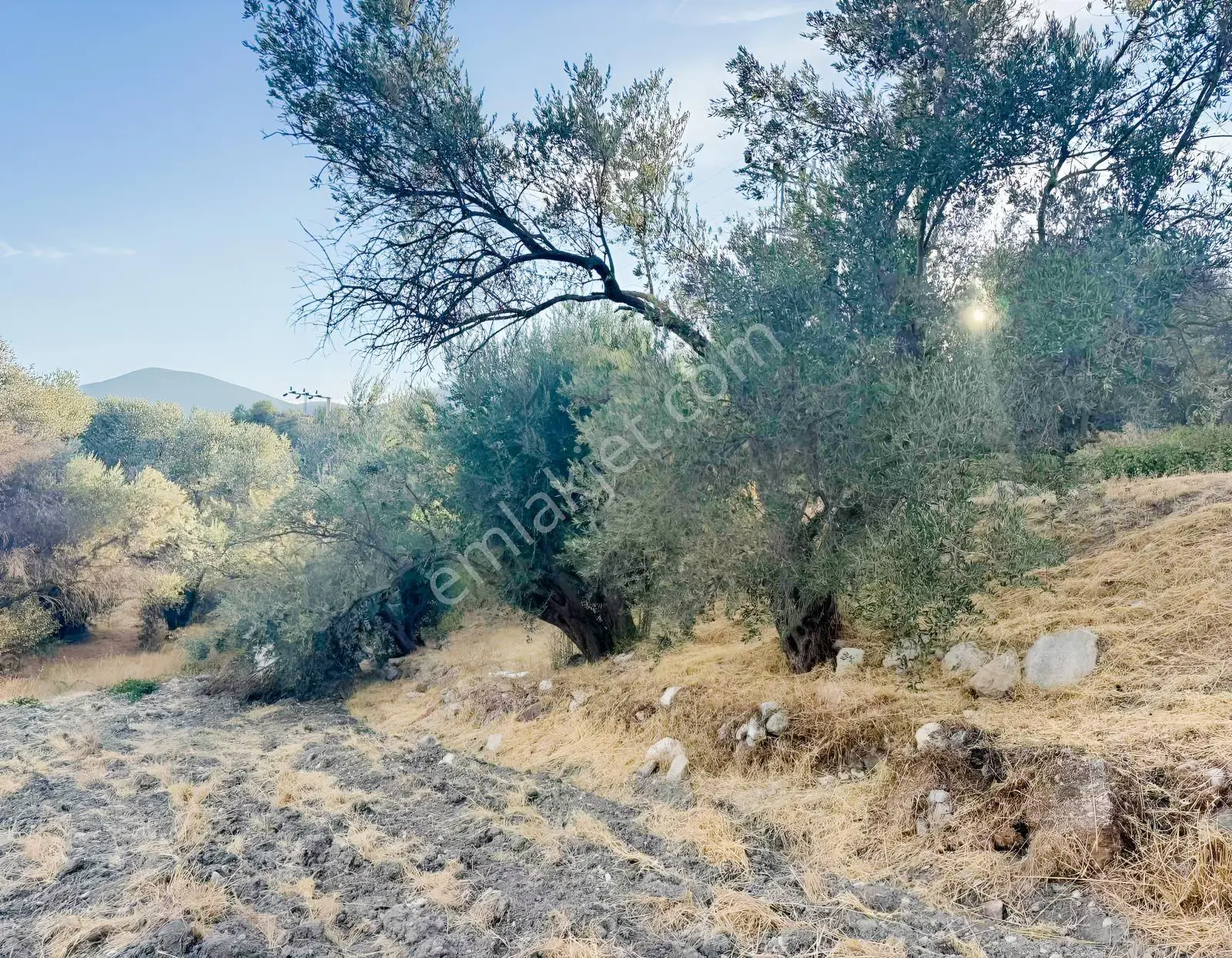 Kösedere Köyünde 566 M2 Tarla — fotoğraf 19