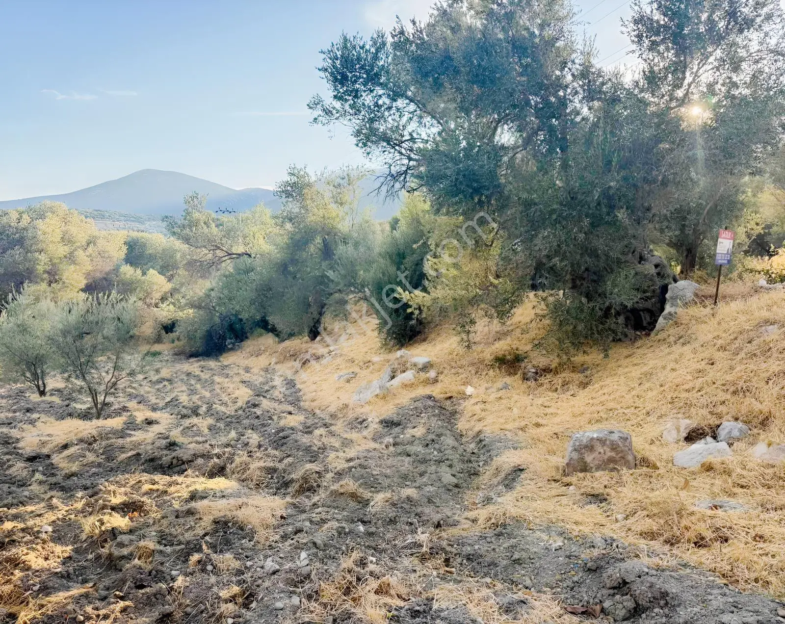 Kösedere Köyünde 566 M2 Tarla — fotoğraf 20