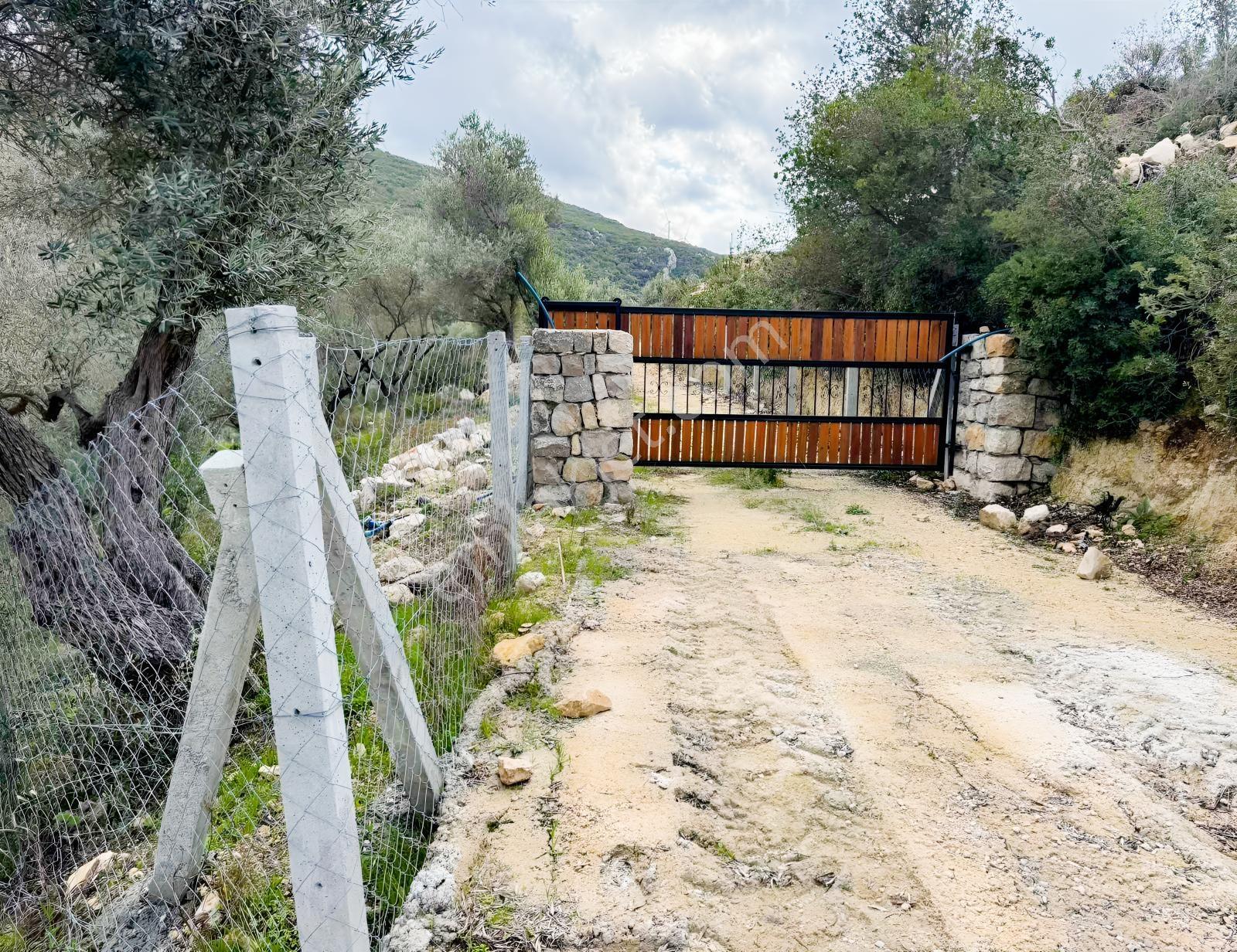 Eğlenhoca Köyünde 4.5 Dönüm Zeytinlik — fotoğraf 2