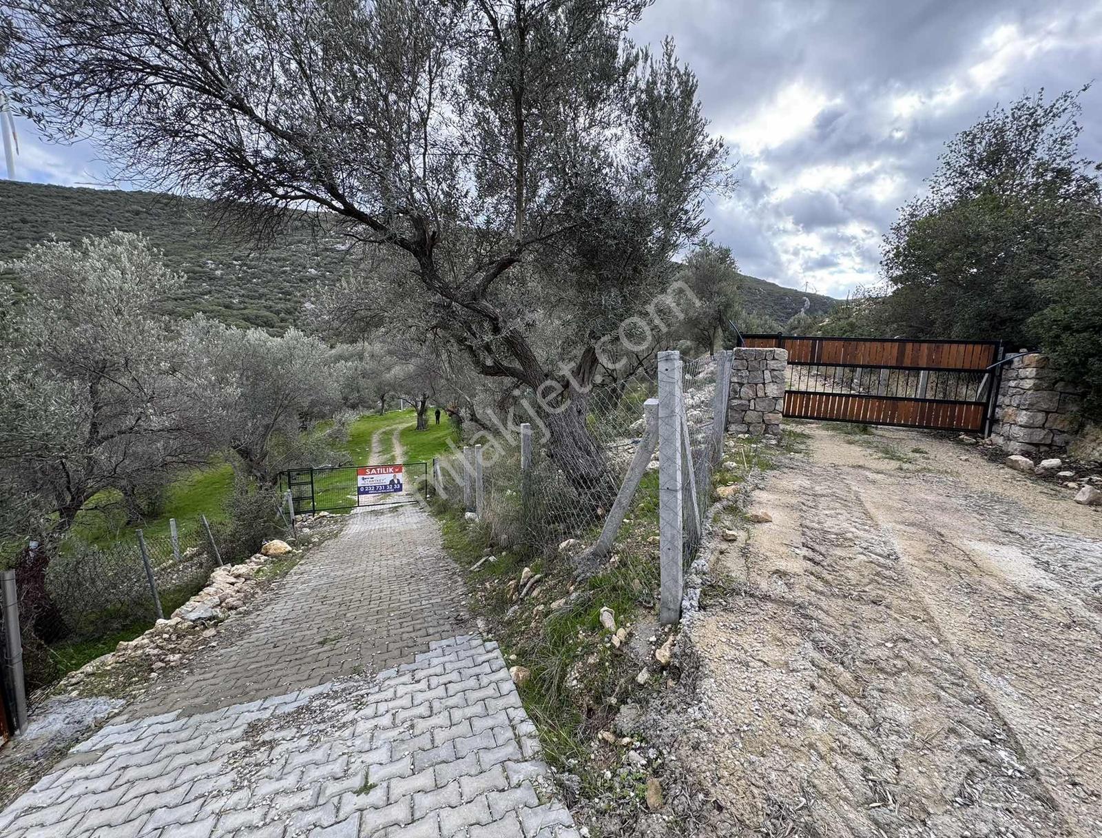 Eğlenhoca Köyünde 4.5 Dönüm Zeytinlik — fotoğraf 3