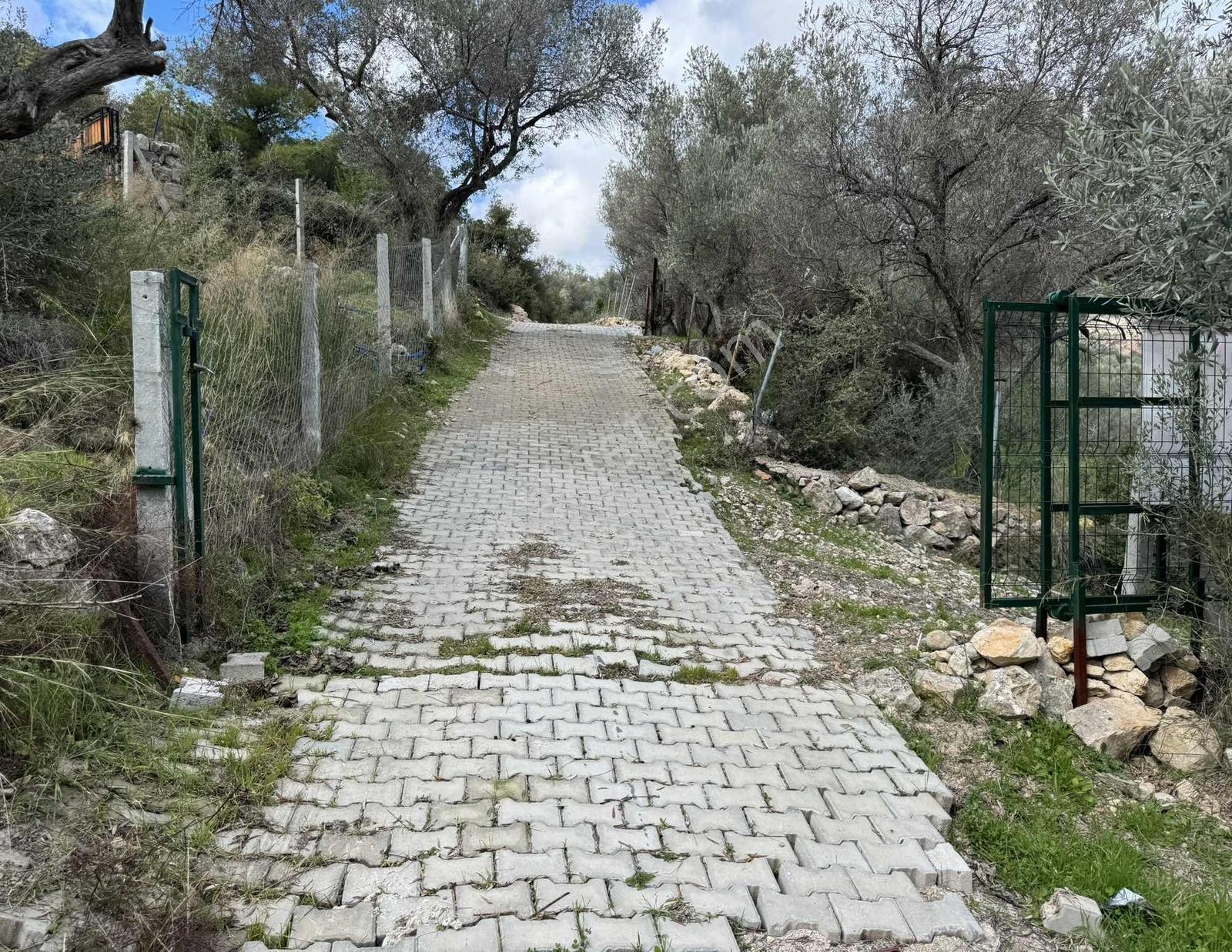 Eğlenhoca Köyünde 4.5 Dönüm Zeytinlik — fotoğraf 4