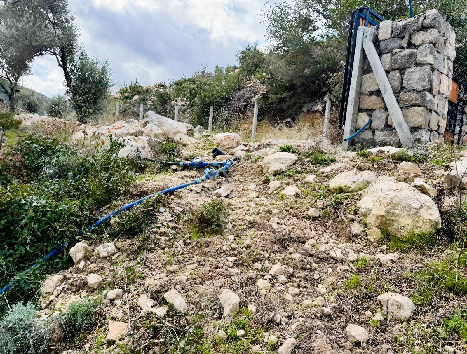 Eğlenhoca Köyünde 4.5 Dönüm Zeytinlik — fotoğraf 5