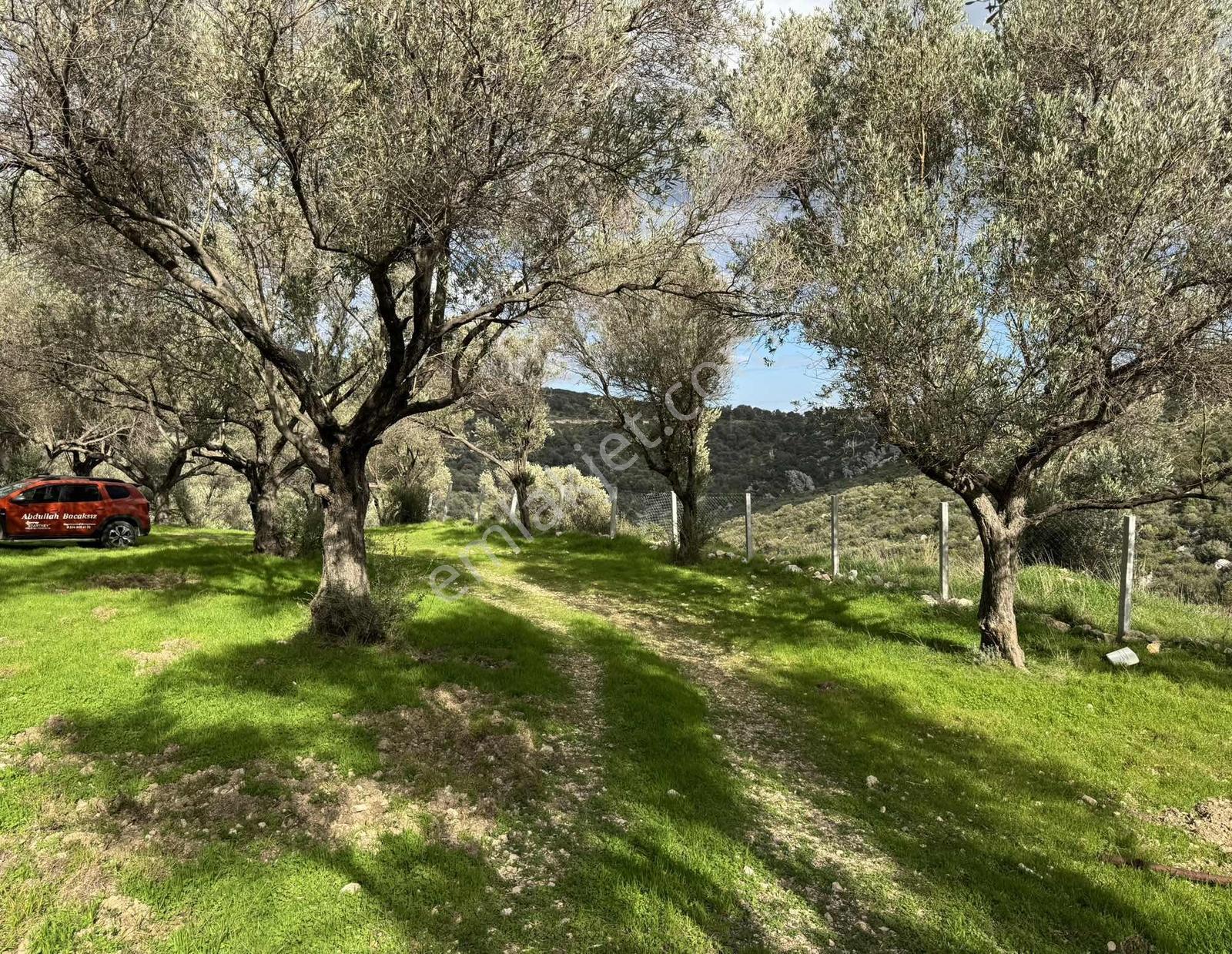 Eğlenhoca Köyünde 4.5 Dönüm Zeytinlik — fotoğraf 6