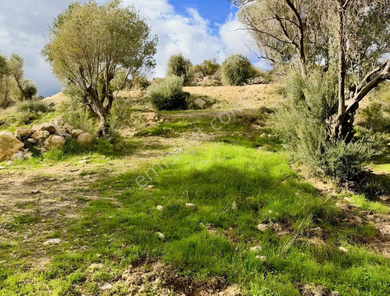 Eğlenhoca Köyünde 4.5 Dönüm Zeytinlik — fotoğraf 8