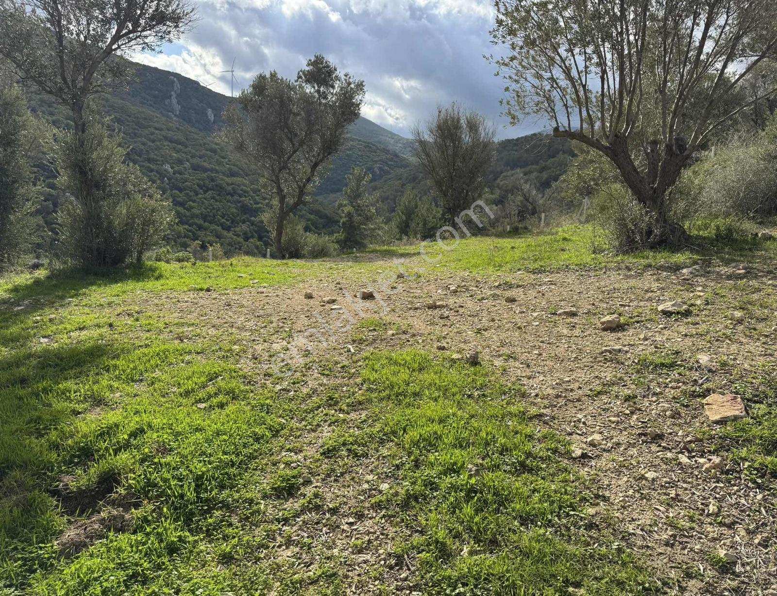 Eğlenhoca Köyünde 4.5 Dönüm Zeytinlik — fotoğraf 9