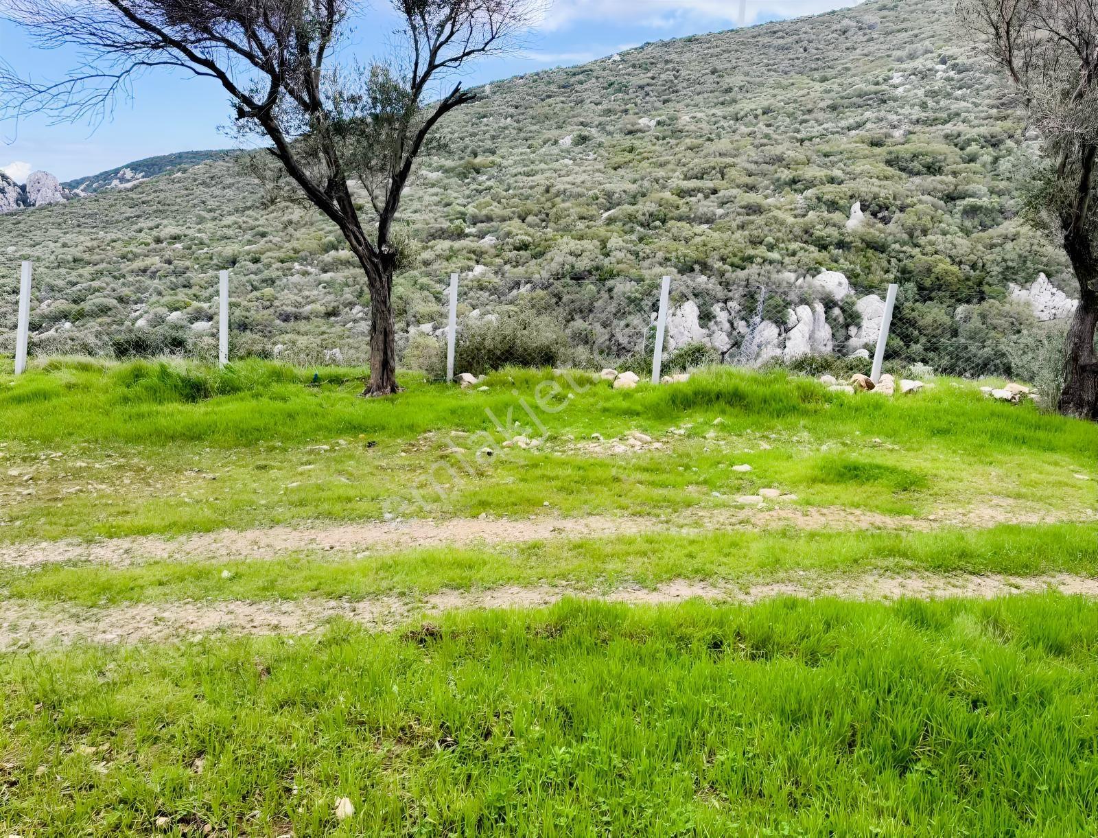 Eğlenhoca Köyünde 4.5 Dönüm Zeytinlik — fotoğraf 10