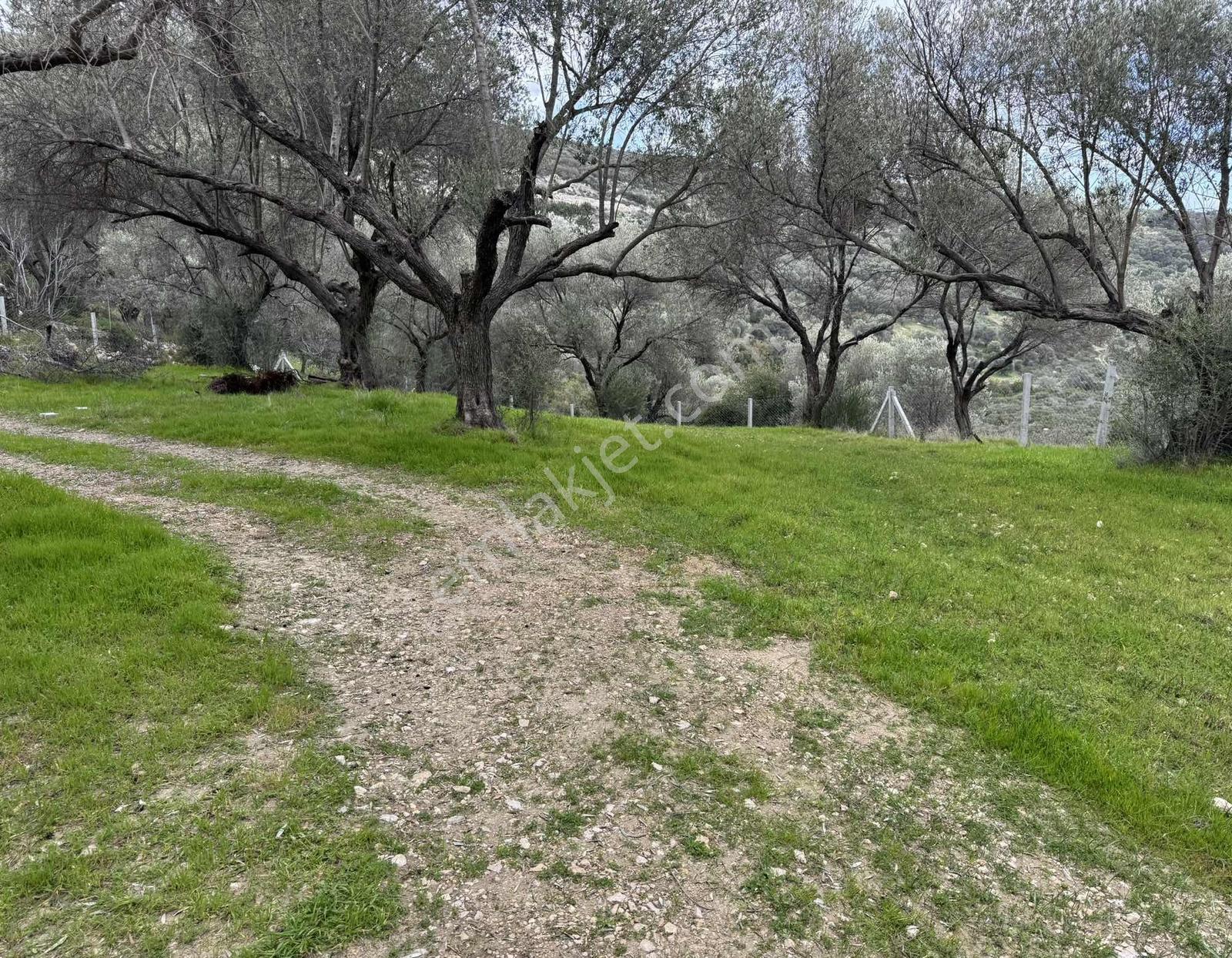 Eğlenhoca Köyünde 4.5 Dönüm Zeytinlik — fotoğraf 11