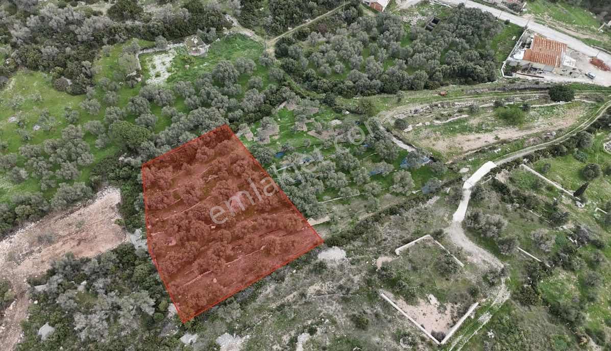Kösedere De 2.463 M2 Deniz Manzaralı Zeytinlik — fotoğraf 2