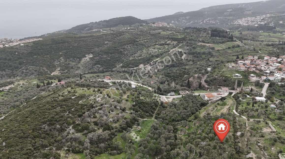 Kösedere De 2.463 M2 Deniz Manzaralı Zeytinlik — fotoğraf 3