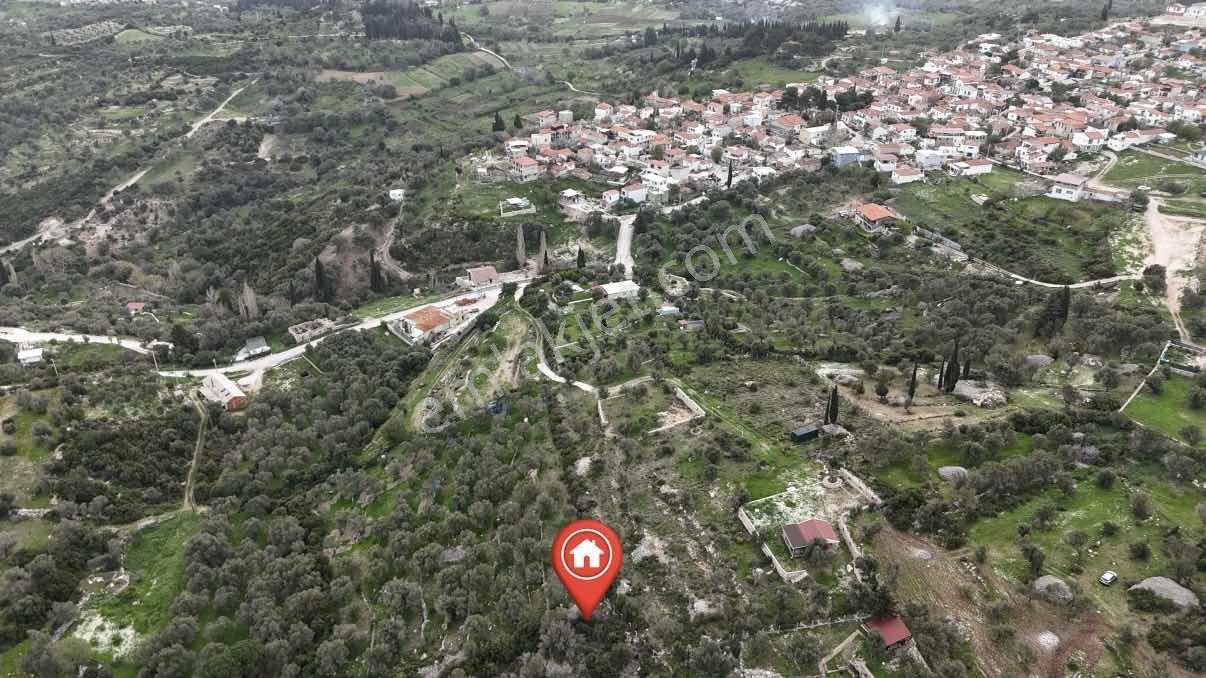 Kösedere De 2.463 M2 Deniz Manzaralı Zeytinlik — fotoğraf 4