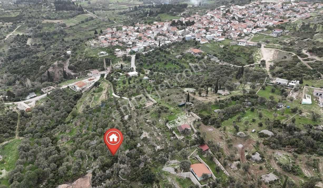 Kösedere De 2.463 M2 Deniz Manzaralı Zeytinlik — fotoğraf 5