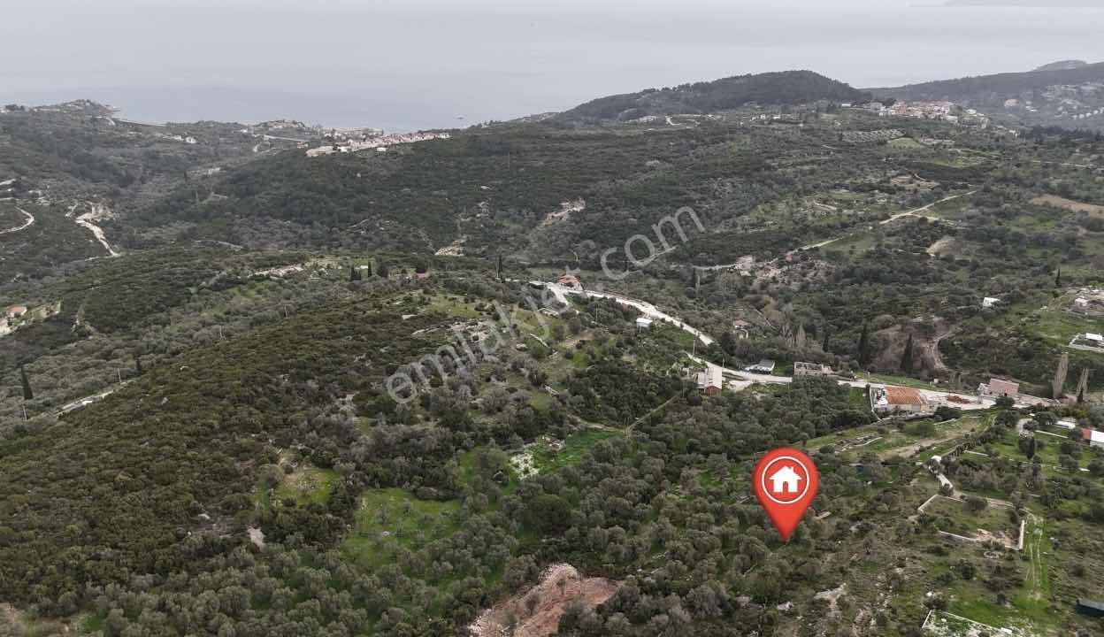 Kösedere De 2.463 M2 Deniz Manzaralı Zeytinlik — fotoğraf 6