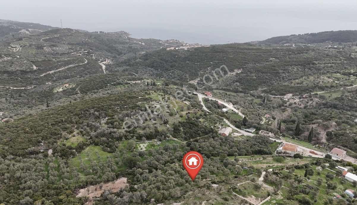 Kösedere De 2.463 M2 Deniz Manzaralı Zeytinlik — fotoğraf 7