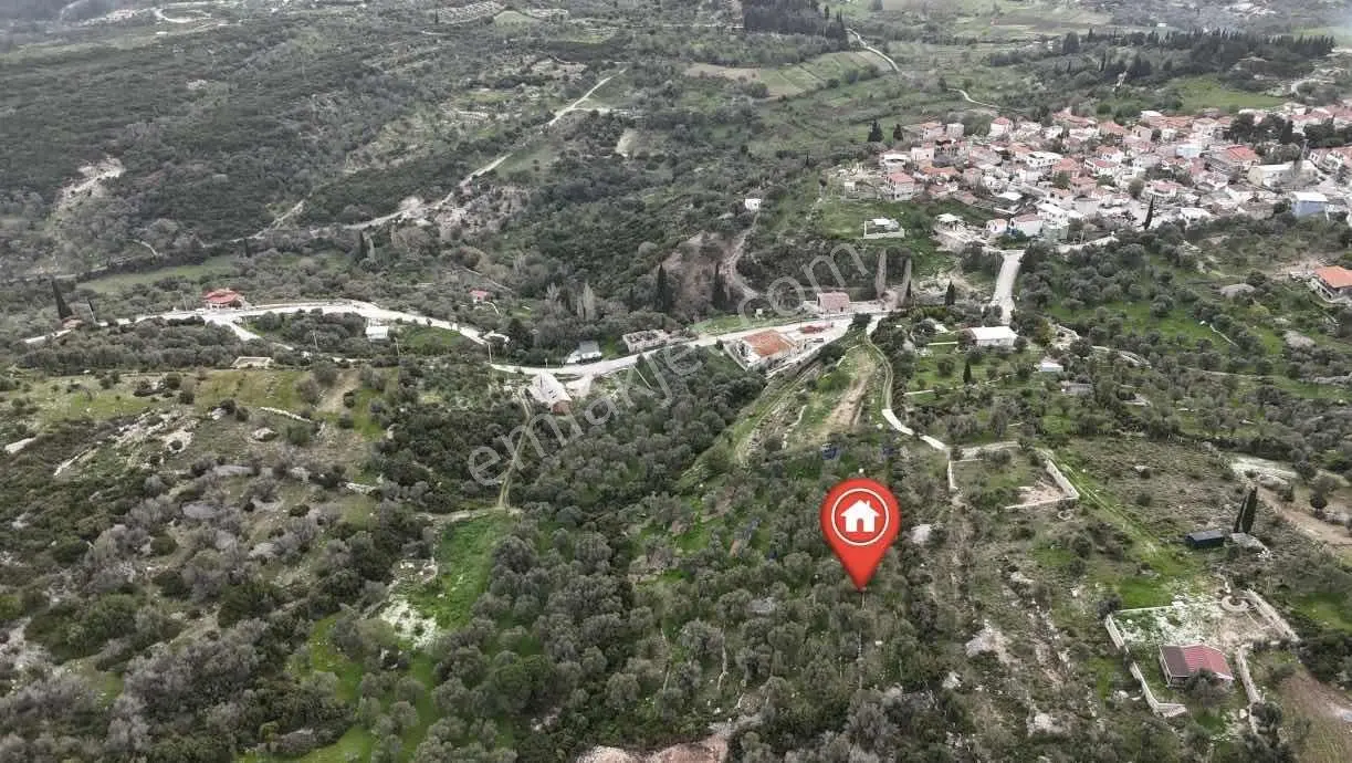 Kösedere De 2.463 M2 Deniz Manzaralı Zeytinlik — fotoğraf 9