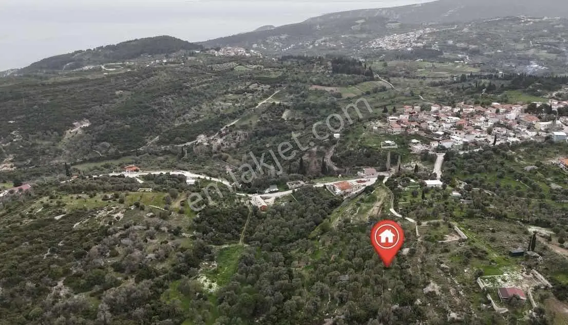 Kösedere De 2.463 M2 Deniz Manzaralı Zeytinlik — fotoğraf 10