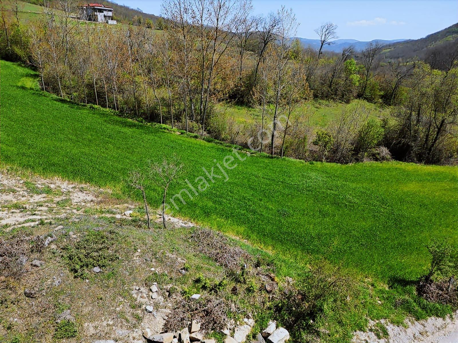 Hisar'dan Kavak Degirmencili Köyünde Köşe Başı Tarla — fotoğraf 28