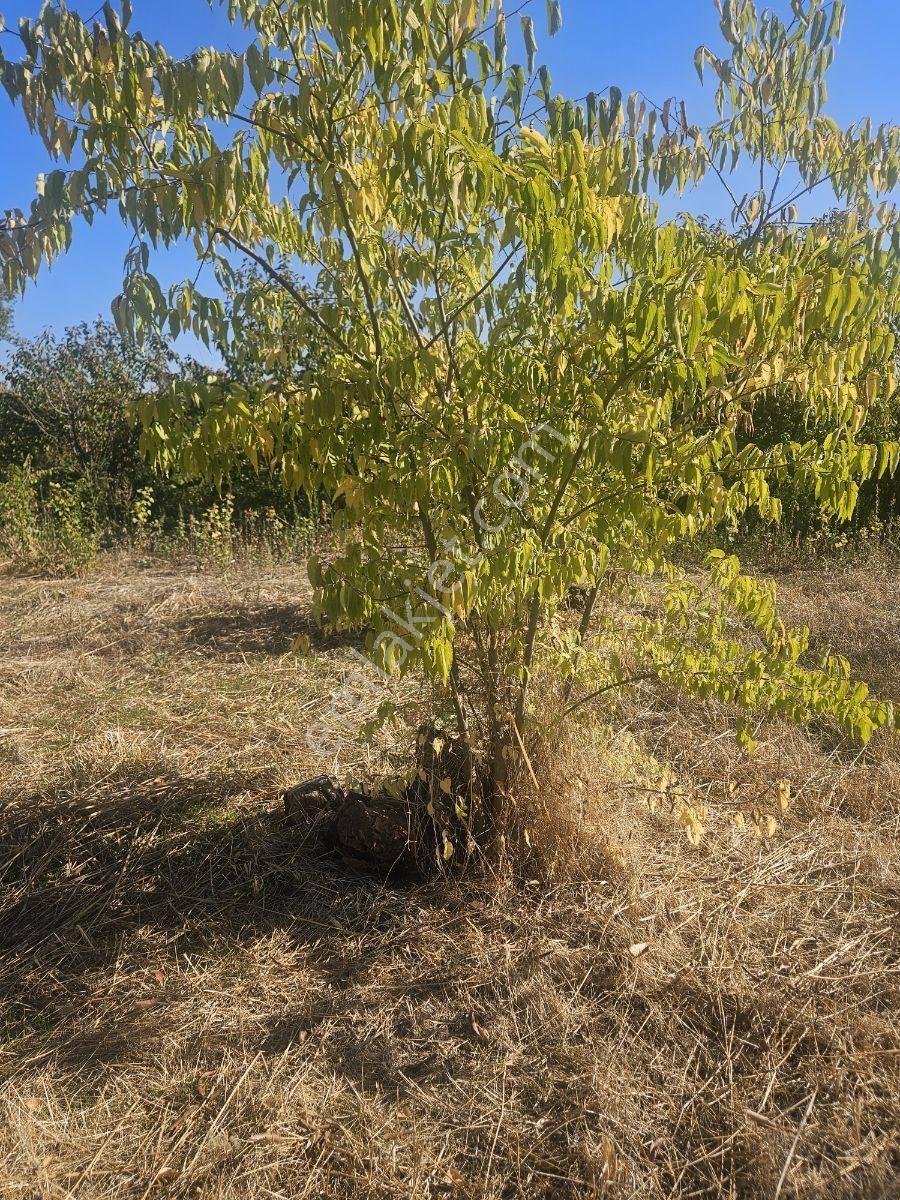 Bağyurdunda Tek Tapulu Satılık Tarla — fotoğraf 2
