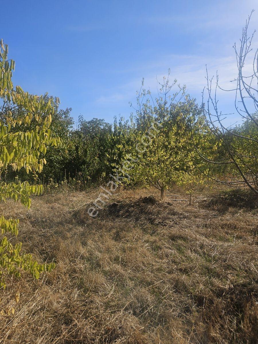 Bağyurdunda Tek Tapulu Satılık Tarla — fotoğraf 3