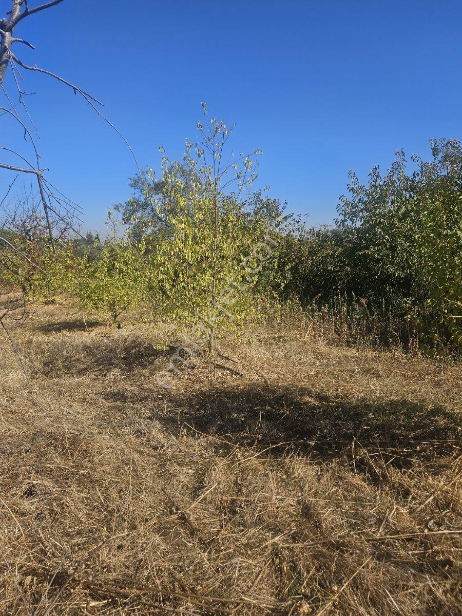 Bağyurdunda Tek Tapulu Satılık Tarla — fotoğraf 7