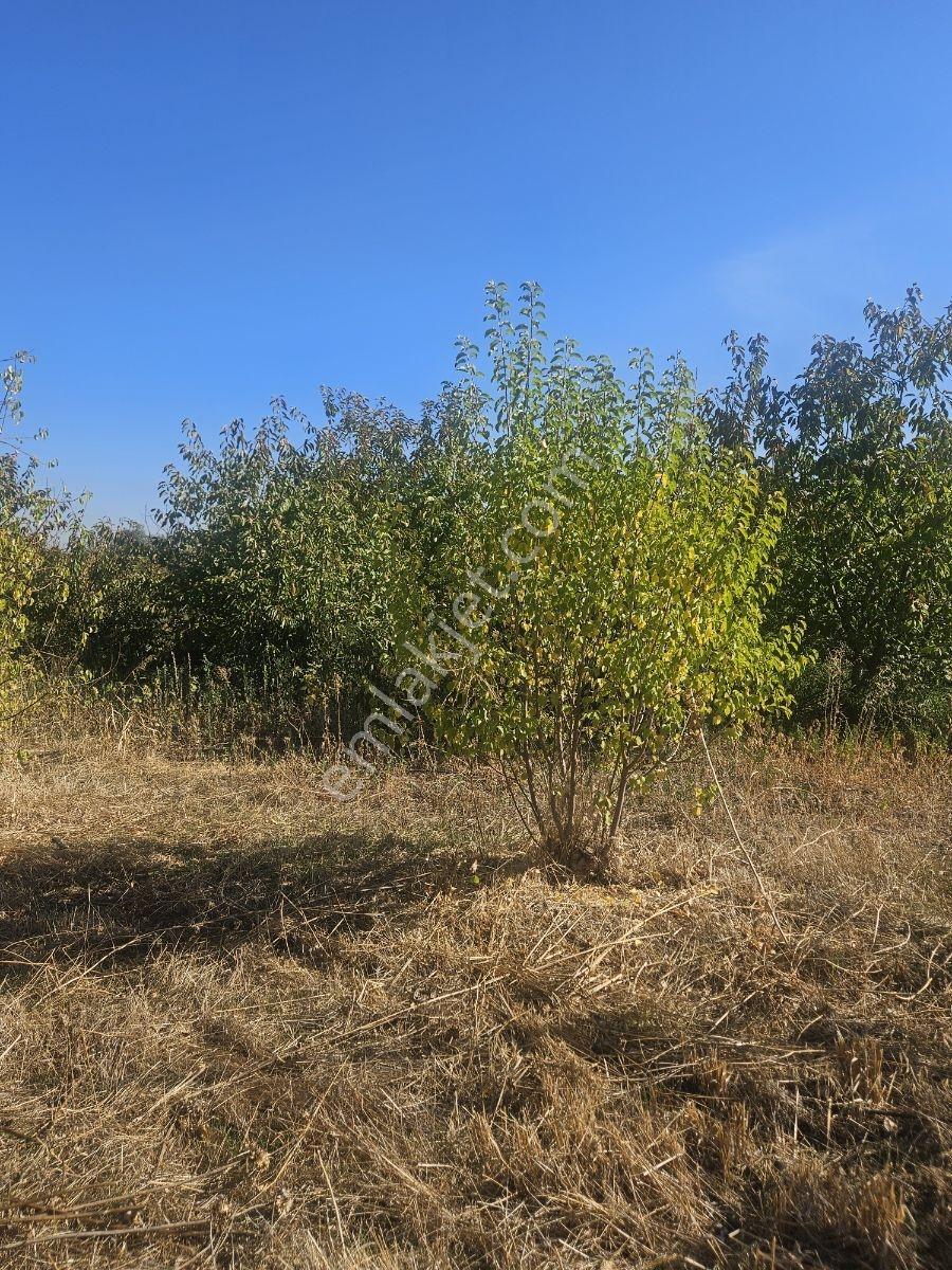 Bağyurdunda Tek Tapulu Satılık Tarla — fotoğraf 8