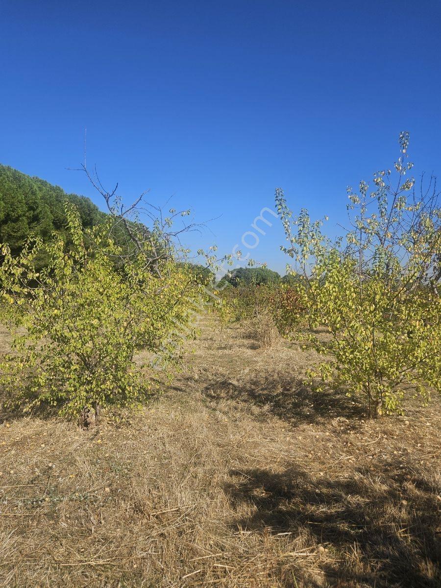 Bağyurdunda Tek Tapulu Satılık Tarla — fotoğraf 9