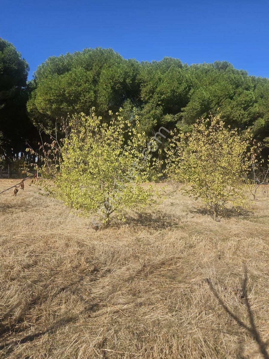 Bağyurdunda Tek Tapulu Satılık Tarla — fotoğraf 14
