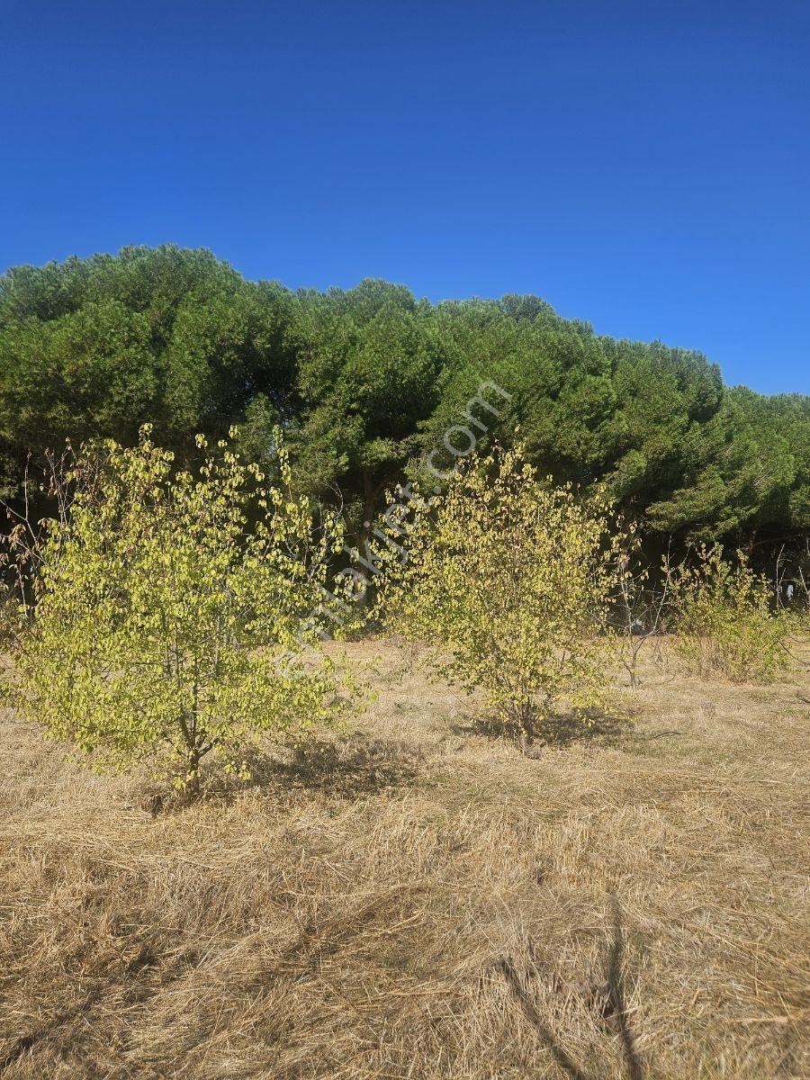 Bağyurdunda Tek Tapulu Satılık Tarla — fotoğraf 15