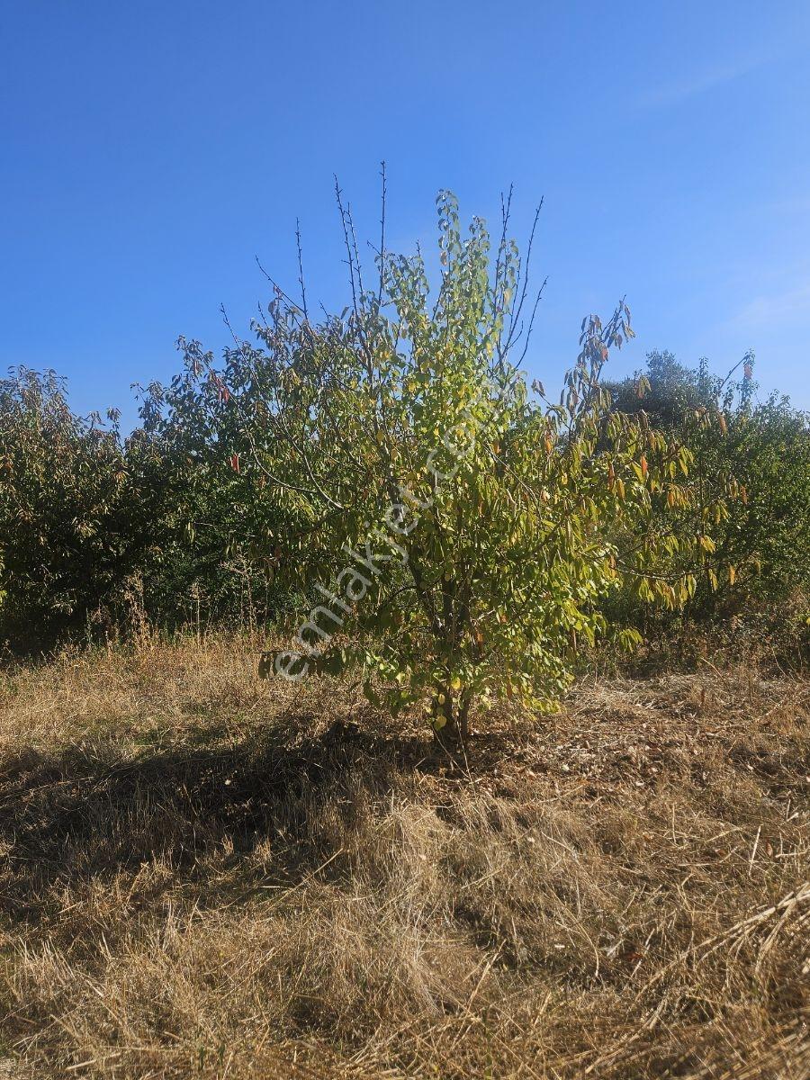 Bağyurdunda Tek Tapulu Satılık Tarla — fotoğraf 21