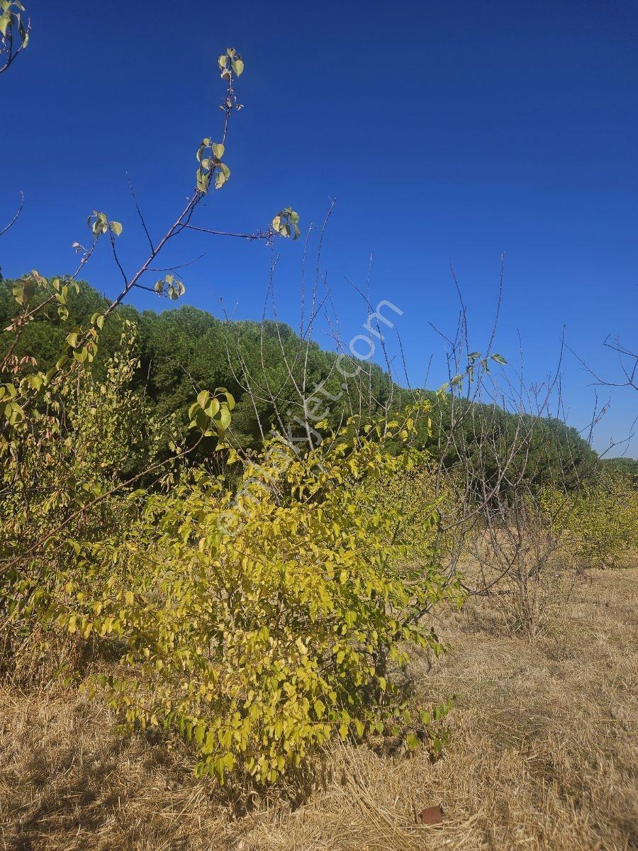 Bağyurdunda Tek Tapulu Satılık Tarla — fotoğraf 23