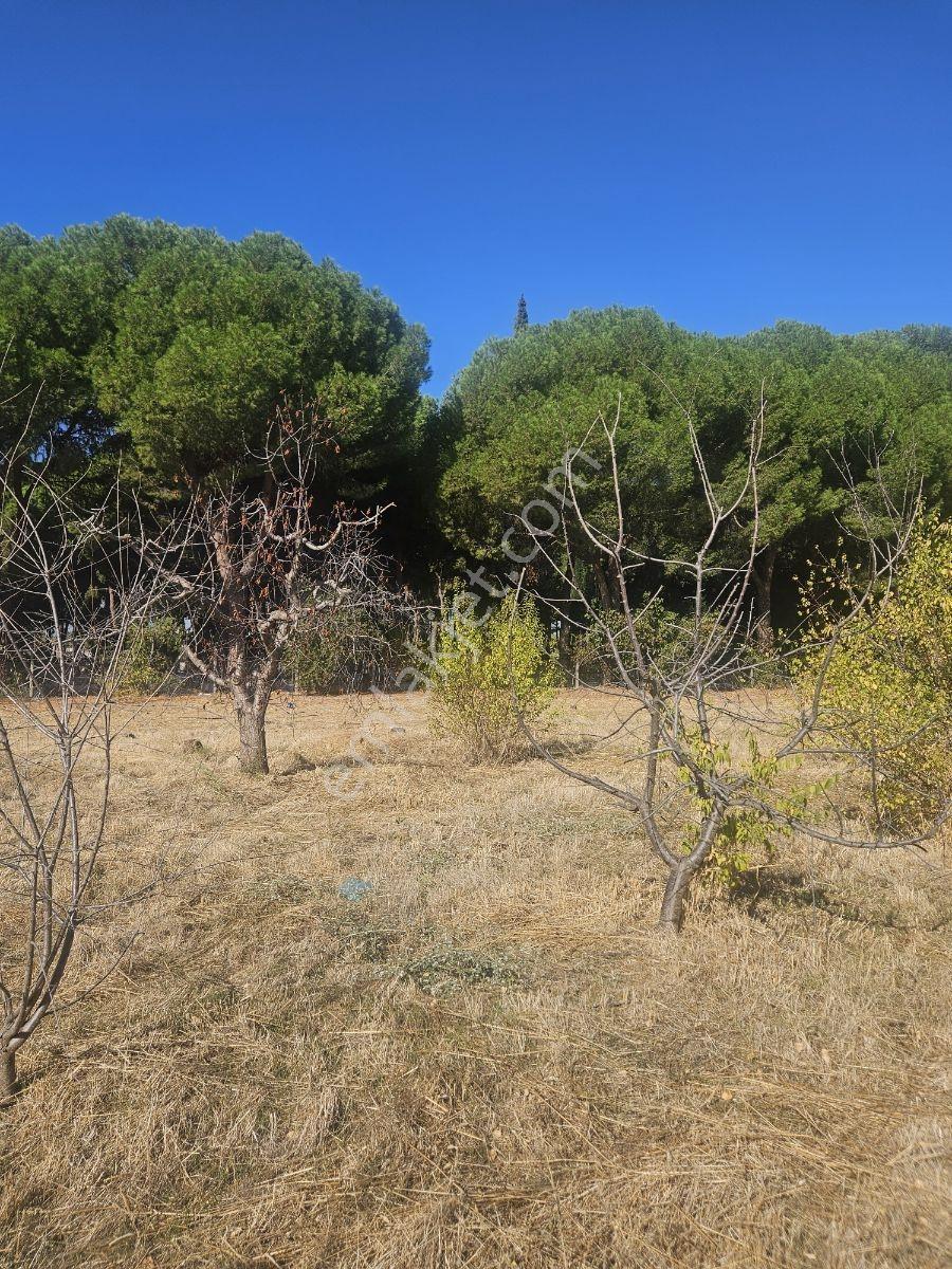 Bağyurdunda Tek Tapulu Satılık Tarla — fotoğraf 24