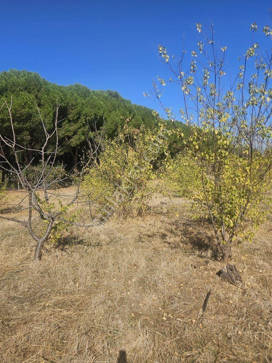 Bağyurdunda Tek Tapulu Satılık Tarla — fotoğraf 25