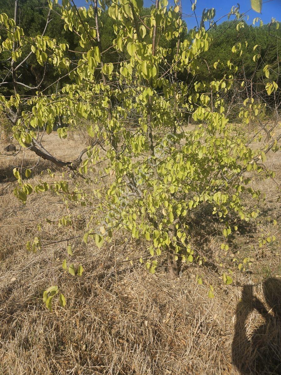 Bağyurdunda Tek Tapulu Satılık Tarla — fotoğraf 29