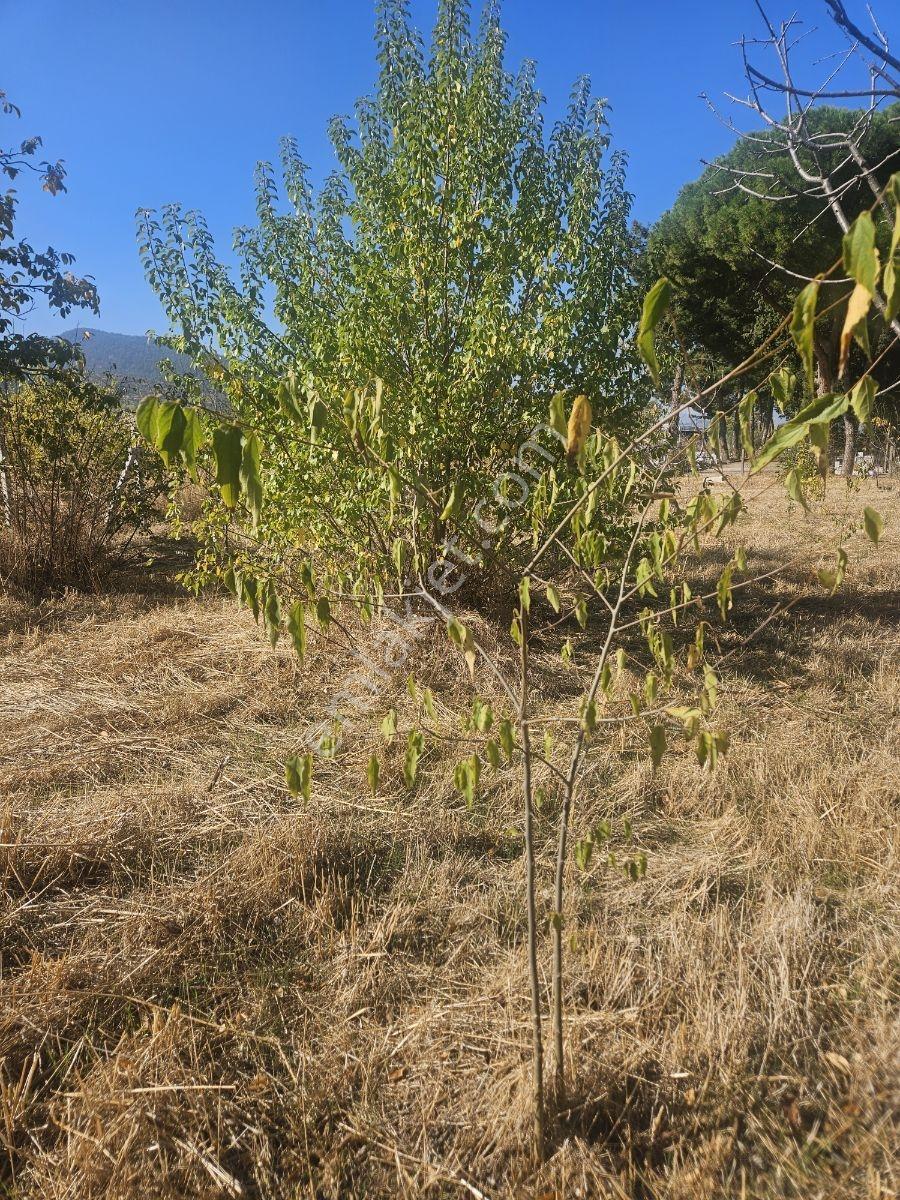 Bağyurdunda Tek Tapulu Satılık Tarla — fotoğraf 30