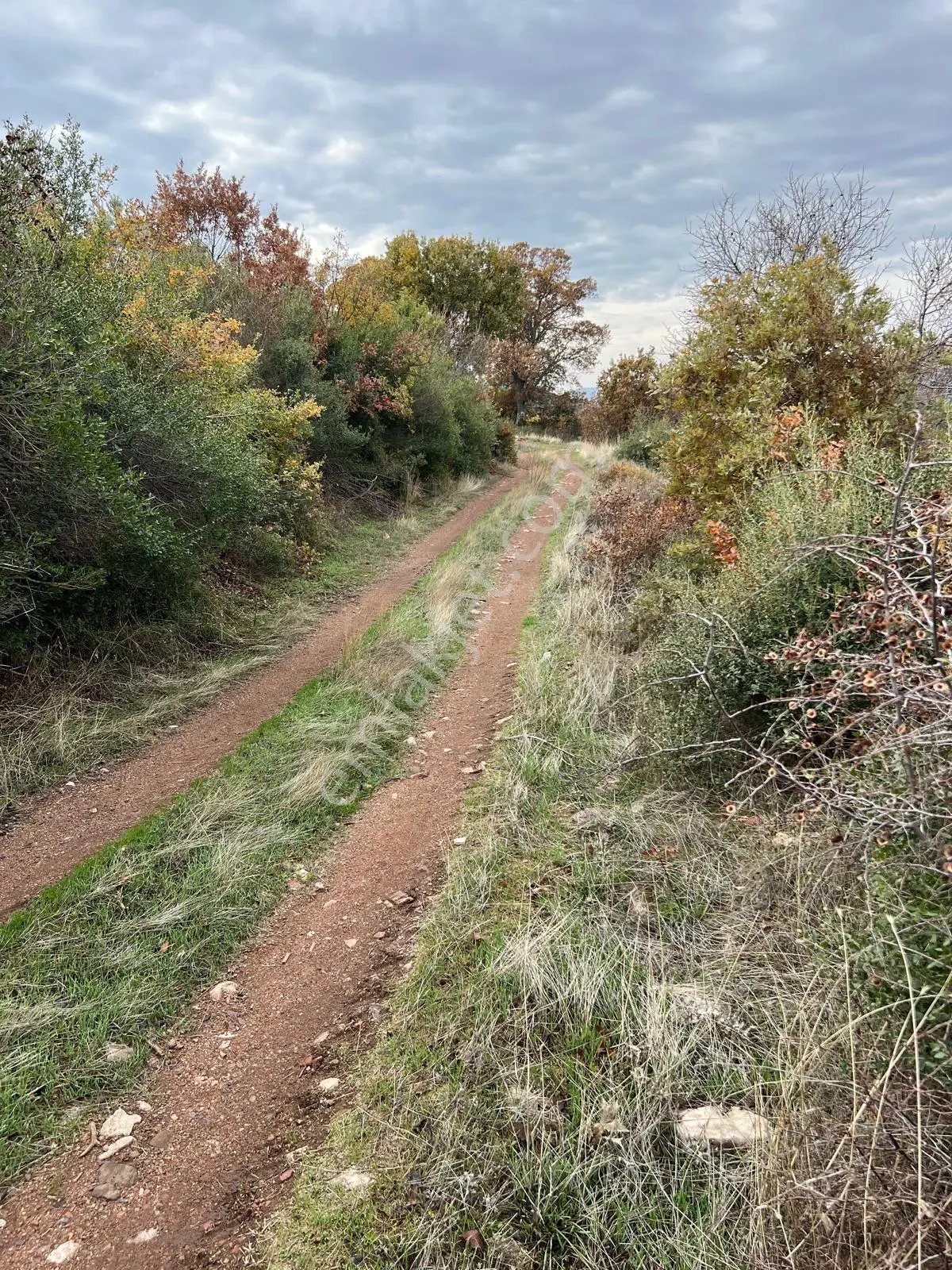 Akhisar Sarılar Mahallesi'nde Satılık 6288 M² Zeytinlik — fotoğraf 3