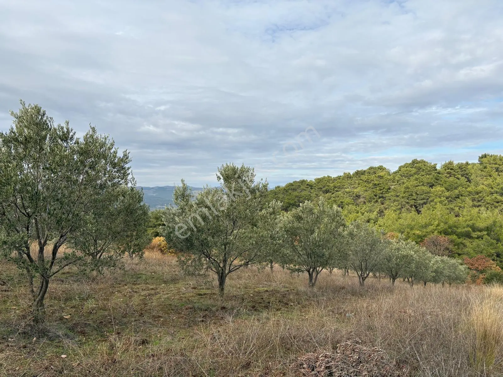 Akhisar Sarılar Mahallesi'nde Satılık 6288 M² Zeytinlik — fotoğraf 4