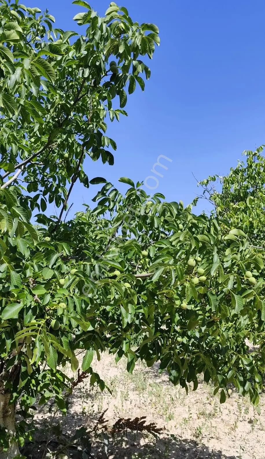 Satılık-yatırımlık Ceviz Bahçesikonya/beyşehir Yenidoğan Mah — fotoğraf 3