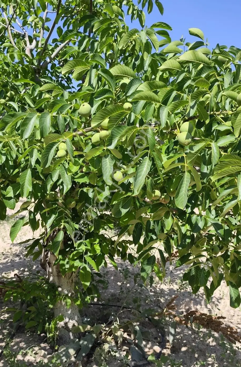 Satılık-yatırımlık Ceviz Bahçesikonya/beyşehir Yenidoğan Mah — fotoğraf 10