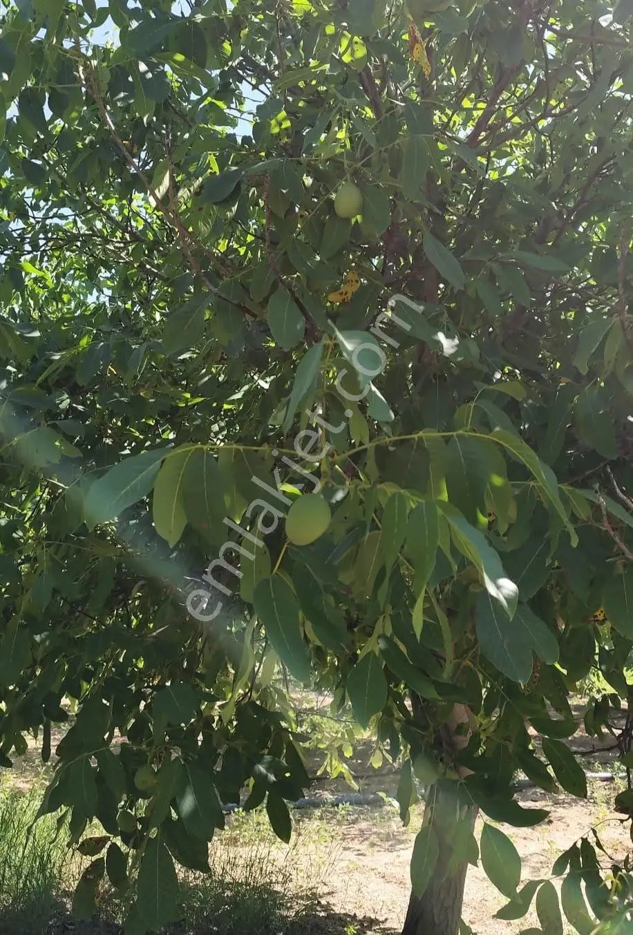 Satılık-yatırımlık Ceviz Bahçesikonya/beyşehir Yenidoğan Mah — fotoğraf 11