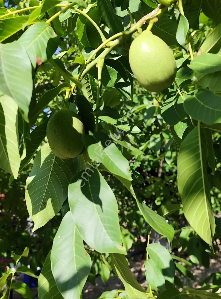 Satılık-yatırımlık Ceviz Bahçesikonya/beyşehir Yenidoğan Mah — fotoğraf 12
