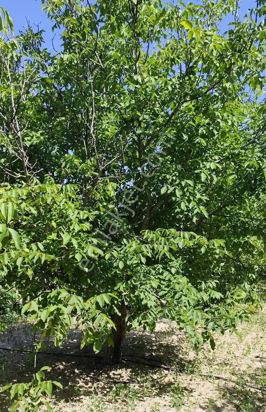 Satılık-yatırımlık Ceviz Bahçesikonya/beyşehir Yenidoğan Mah — fotoğraf 14