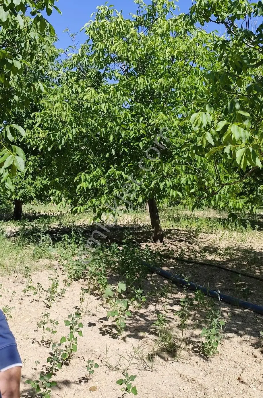 Satılık-yatırımlık Ceviz Bahçesikonya/beyşehir Yenidoğan Mah — fotoğraf 19