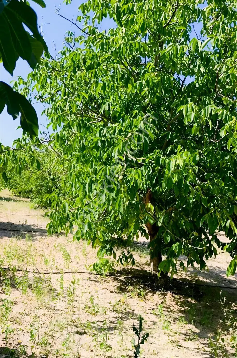 Satılık-yatırımlık Ceviz Bahçesikonya/beyşehir Yenidoğan Mah — fotoğraf 24