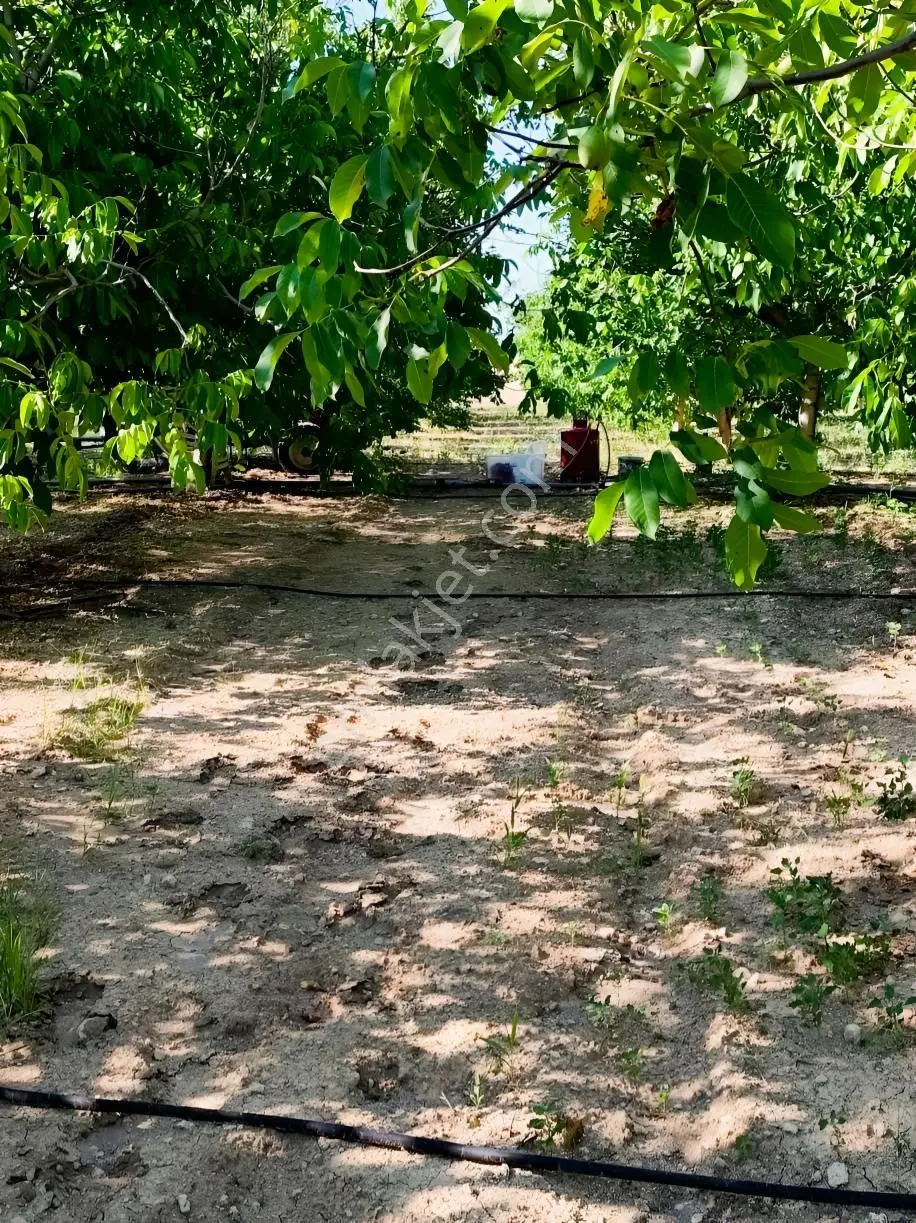 Satılık-yatırımlık Ceviz Bahçesikonya/beyşehir Yenidoğan Mah — fotoğraf 25