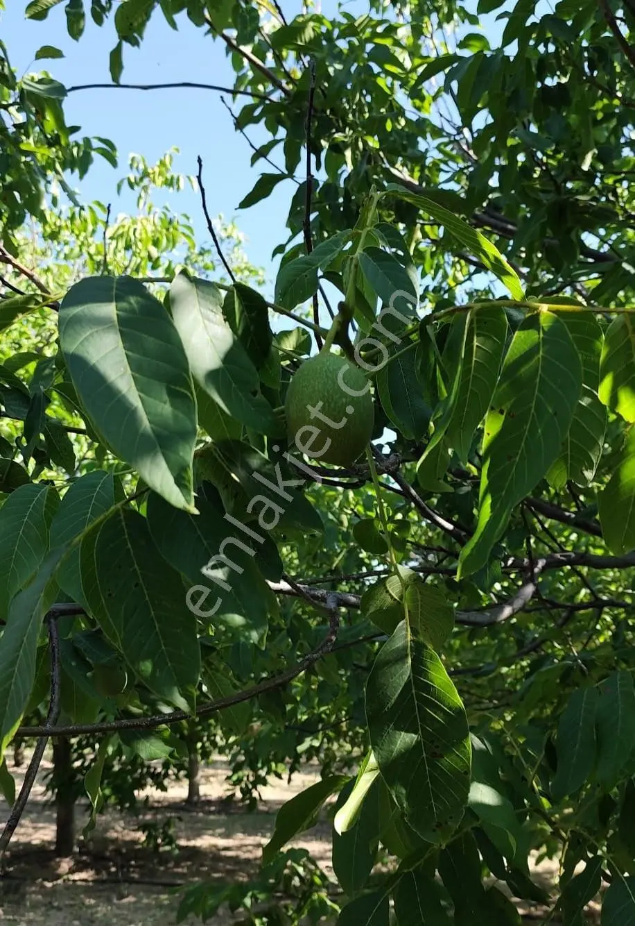 Satılık-yatırımlık Ceviz Bahçesikonya/beyşehir Yenidoğan Mah — fotoğraf 28