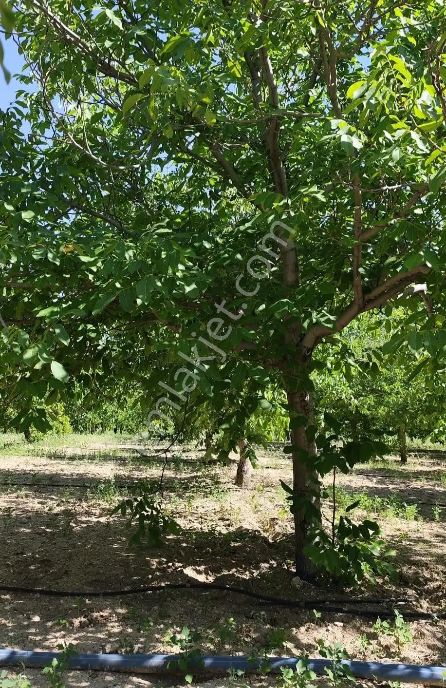 Satılık-yatırımlık Ceviz Bahçesikonya/beyşehir Yenidoğan Mah — fotoğraf 29