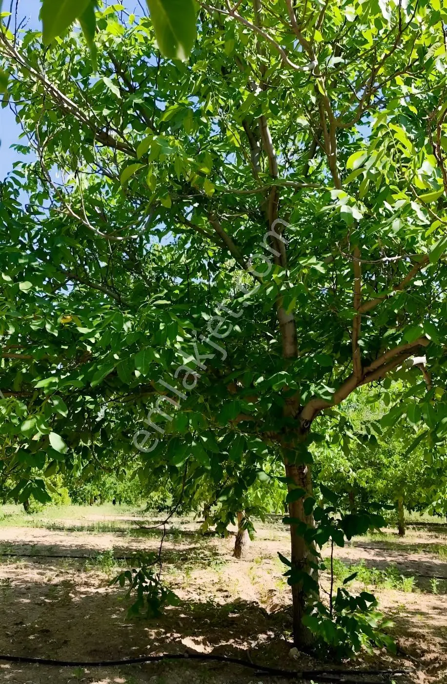Satılık-yatırımlık Ceviz Bahçesikonya/beyşehir Yenidoğan Mah — fotoğraf 31