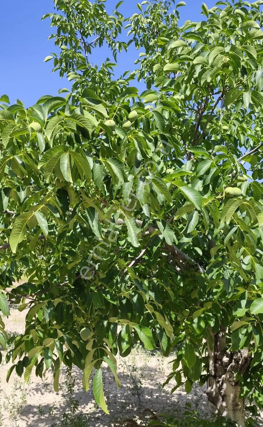 Satılık-yatırımlık Ceviz Bahçesikonya/beyşehir Yenidoğan Mah — fotoğraf 33