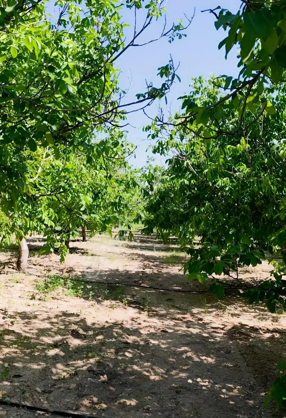 Satılık-yatırımlık Ceviz Bahçesikonya/beyşehir Yenidoğan Mah — fotoğraf 34