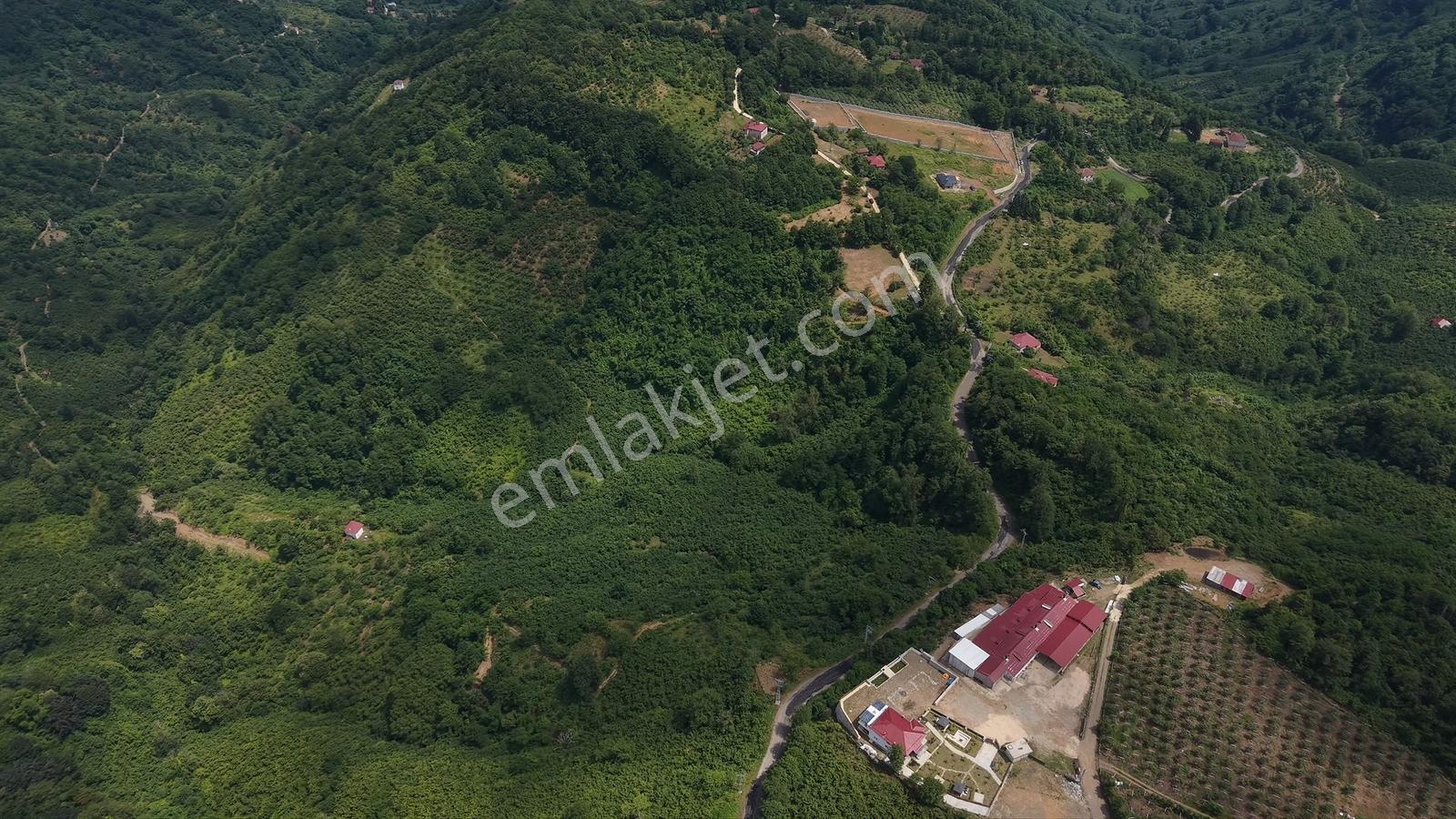 Perşembe Tarlacık'ta Satılık 23.096 M² Fındık Bahçesi Ve Tarla — fotoğraf 2